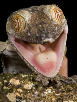 gecko